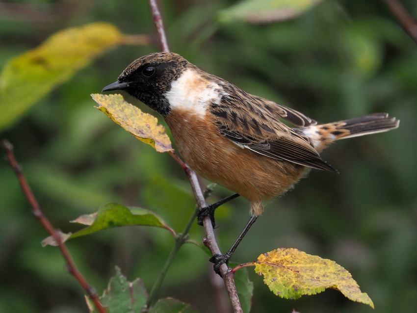 Saltimpalo (Saxicola torquatus)